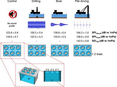 Effects of anthropogenic sounds on the behavior and physiology of the Eastern oyster (Crassostrea virginica)